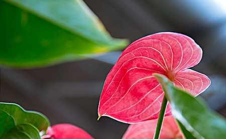 火鹤花的花语（探索火鹤花花语的美丽蕴意）