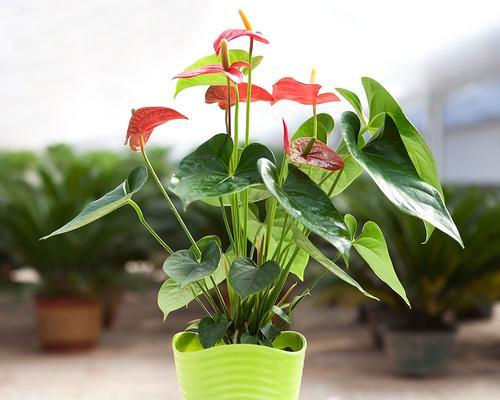 火鹤花的花语（探索火鹤花花语的美丽蕴意）