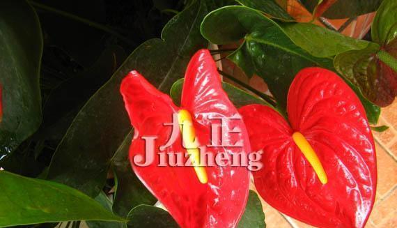 火鹤花（探寻火鹤花花语的深层含义）