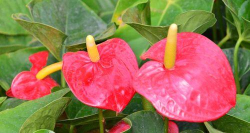 火鹤花（探寻火鹤花花语的深层含义）
