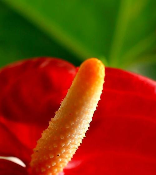 火鹤花（神奇的花朵蕴含深意）