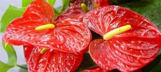 火鹤花（神奇的花朵蕴含深意）