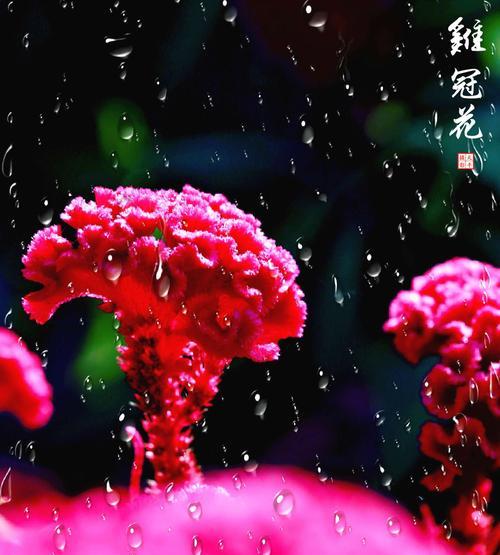 鸡冠花（以鸡冠花的寓意探索爱）