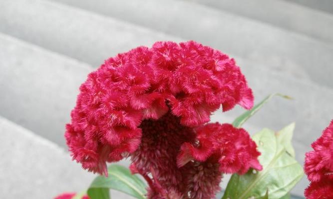 鸡冠花花语的意义与象征（探寻鸡冠花的神秘花语）