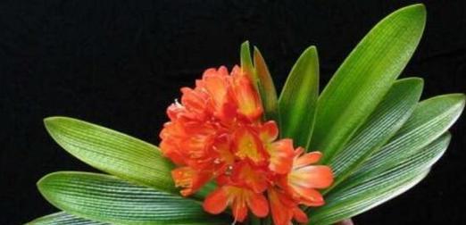 君子兰开花的寓意——美丽与希望（花开见证家庭幸福的1个）