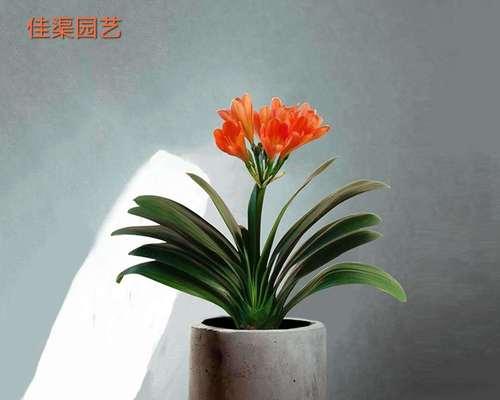 君子兰开花的寓意——美丽与希望（花开见证家庭幸福的1个）