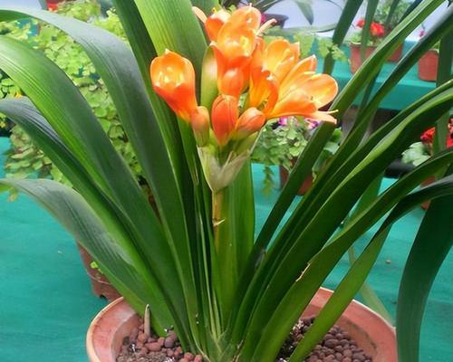 君子兰开花的寓意及意义（探寻君子兰花朵的象征和含义）