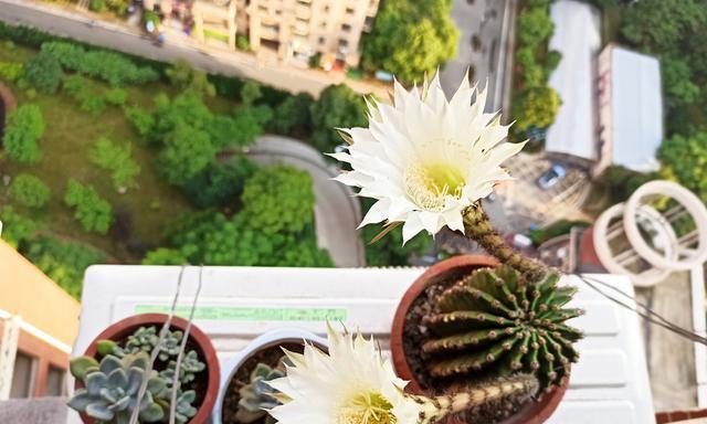 家里仙人球开花的寓意（探究仙人球开花所代表的含义及象征）