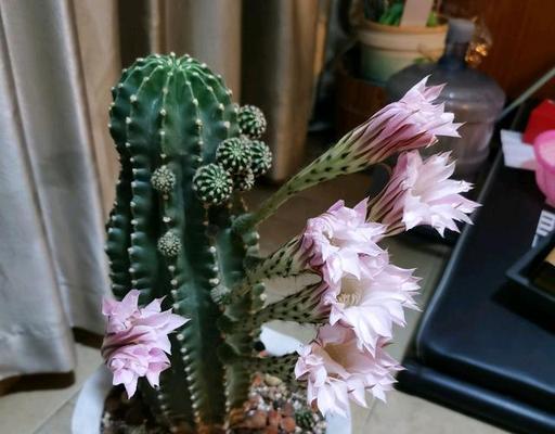 家里仙人球开花的寓意（探究仙人球开花所代表的含义及象征）