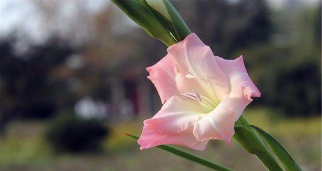 剑兰花的美丽与意义（探寻剑兰的花语与寓意）