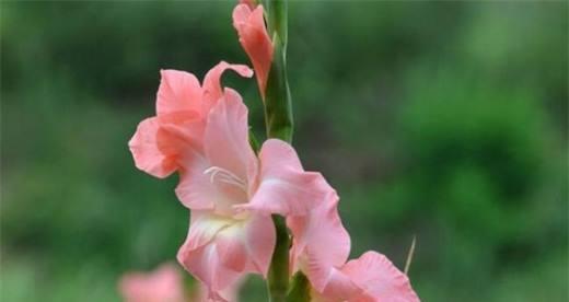 剑兰花的象征意义（探寻剑兰花的花语及象征意义）