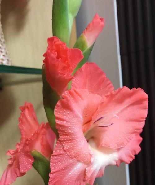 剑兰花的象征意义（探寻剑兰花的花语及象征意义）