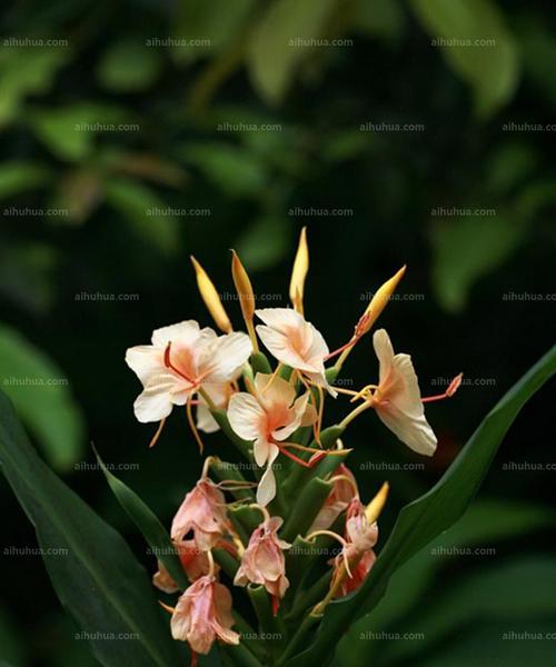 姜花的花语与寓意（揭示姜花的文化内涵与象征意义）