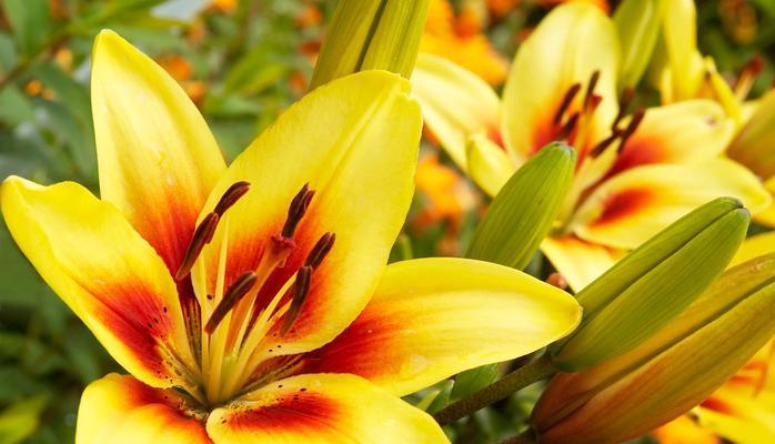 金百合花的花语和寓意（探寻金百合花背后的深意）