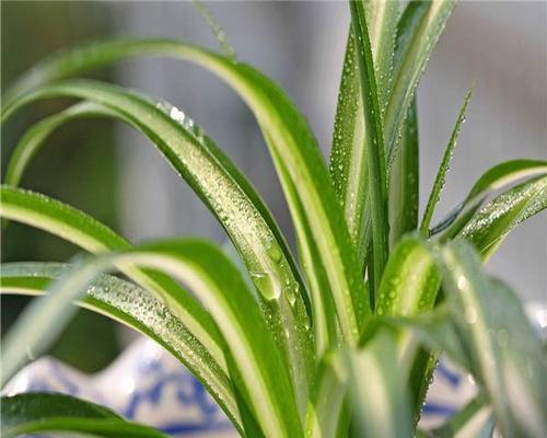 金边吊兰之花开寓意大解析（美丽的花语和心灵的启示）