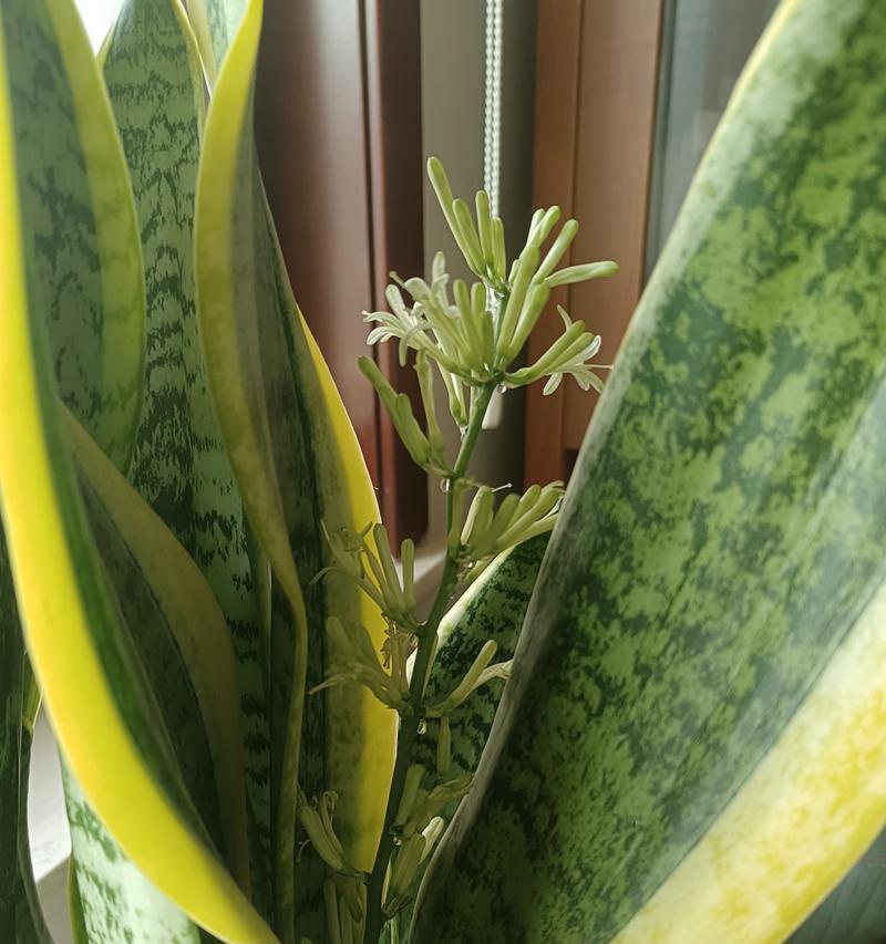 金边虎皮兰盛放的花园——寓意与美丽共舞（探寻金边虎皮兰开花的奥秘）