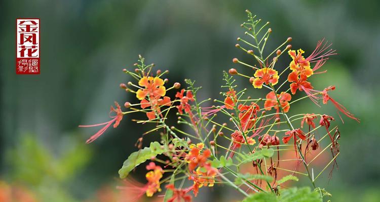 金凤花的花语与寓意——传递幸福与繁荣的象征（金凤花——象征幸福与繁荣的多层次解读）