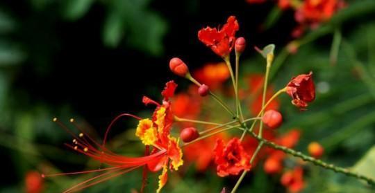 金凤花的花语与寓意——传递幸福与繁荣的象征（金凤花——象征幸福与繁荣的多层次解读）