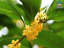 金桂花花语与寓意（美丽的金桂花）
