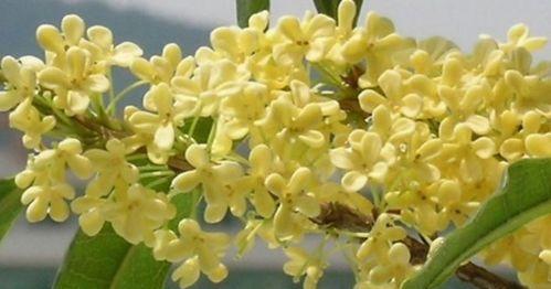 金桂花花语与寓意（美丽的金桂花）