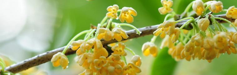 金桂花花语与寓意（美丽的金桂花）
