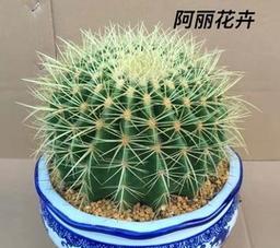 金虎仙人球——生命之力的象征（探寻金虎仙人球的寓意与魅力）