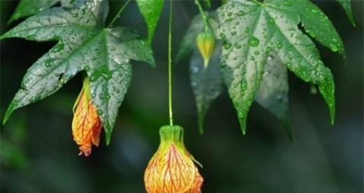 金铃花的花语（探寻金铃花的内涵和象征意义）