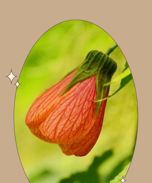 金铃花的花语（探寻金铃花的内涵和象征意义）