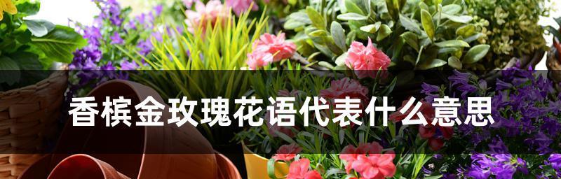 金玫瑰花语的深意与象征（金玫瑰）