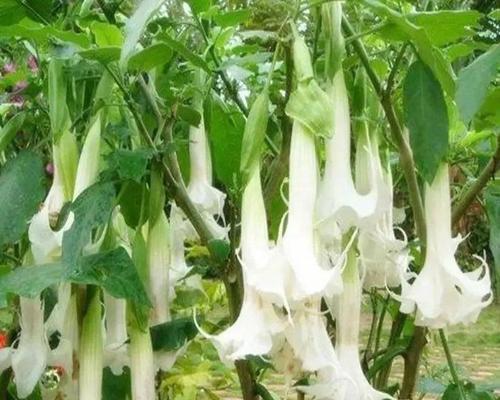 金色曼陀罗花（曼陀罗花语的寓意与影响力）