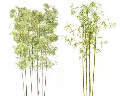 金镶玉竹子的寓意（品味华贵）