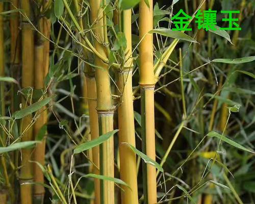 金镶玉竹子的寓意（品味华贵）