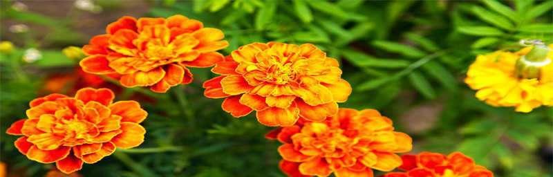 金盏花的花语及其象征意义（金盏花的美丽绽放与情感寄托）