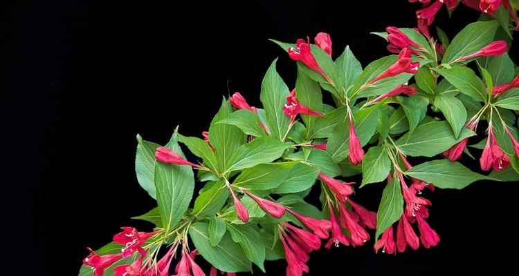 锦带花的花语和寓意（揭秘锦带花的花语及其神奇寓意）