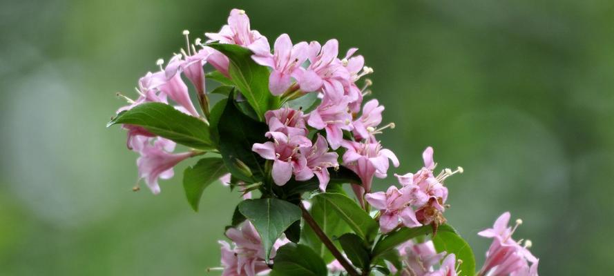 锦带花的花语和寓意（揭秘锦带花的花语及其神奇寓意）