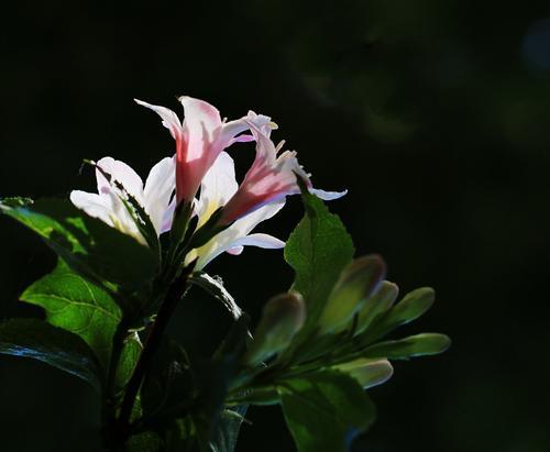 锦带花的花语——传递美丽与祝福（用锦带花传达你的心意）