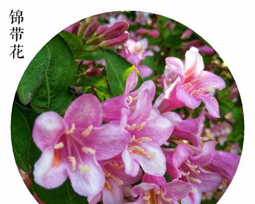锦带花的花语——传递美丽与祝福（用锦带花传达你的心意）