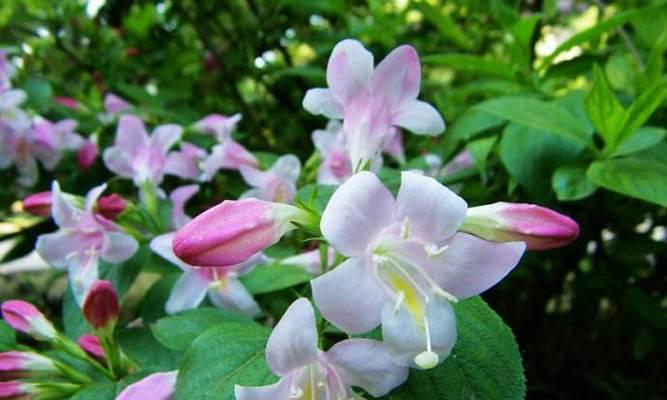 锦带花的花语——传递美丽与祝福（用锦带花传达你的心意）