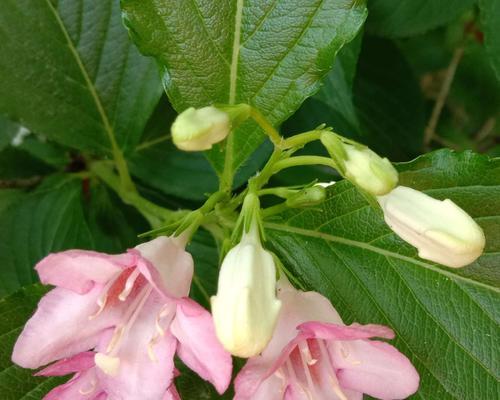 锦带花花语与寓意解读（揭秘锦带花花语的隐藏意义）