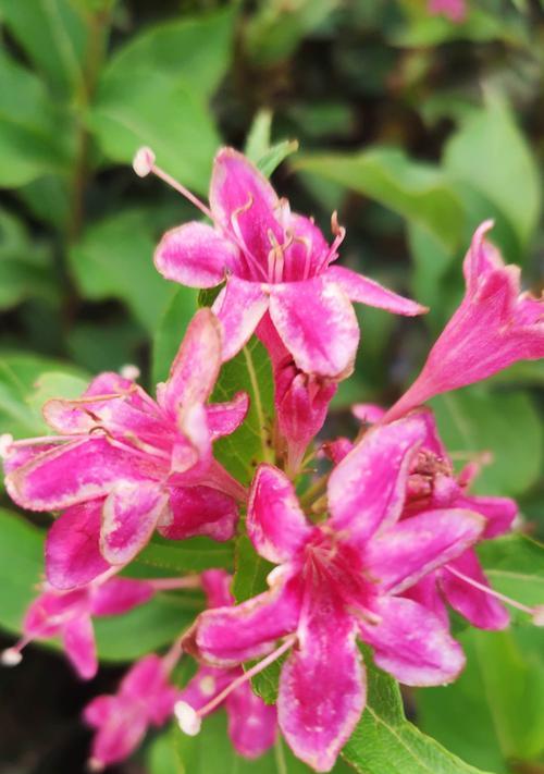 锦带花花语与寓意解读（揭秘锦带花花语的隐藏意义）