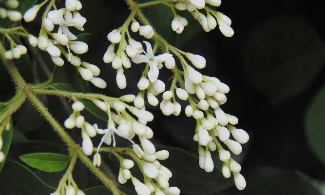 九里香之花语——传递的美好情感（表达爱意）
