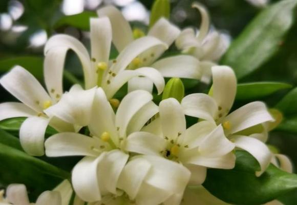 九里香之花语——传递的美好情感（表达爱意）
