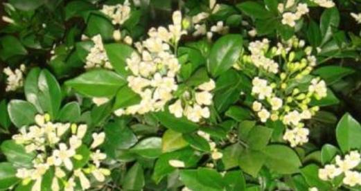 九里香之花语——传递的美好情感（表达爱意）