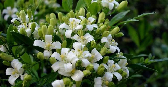 九里香花的花语与寓意（九里香花的美丽与深意）