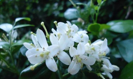 九里香花的花语与寓意（九里香花的美丽与深意）