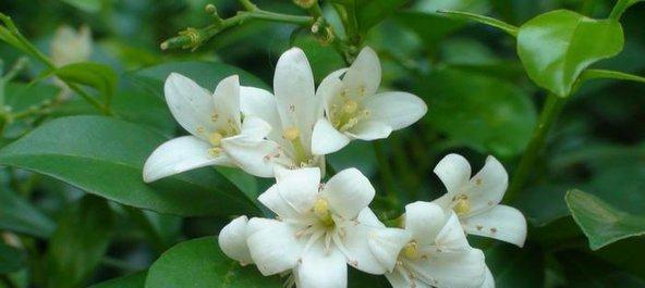 九里香花的花语与寓意（九里香花的美丽与深意）