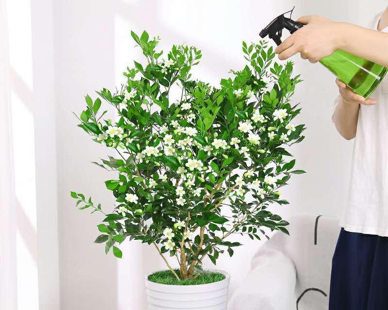 九里香花语的深意（探索九里香花的神秘之谜）