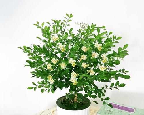九里香花语的深意（探索九里香花的神秘之谜）