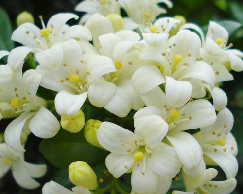 九里香花语的深意（探索九里香花的神秘之谜）