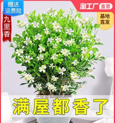 九里香（揭秘九里香的神秘面纱）
